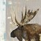 Moose Tails I Poster Print by Aimee Wilson - Item # VARPDXWL230A